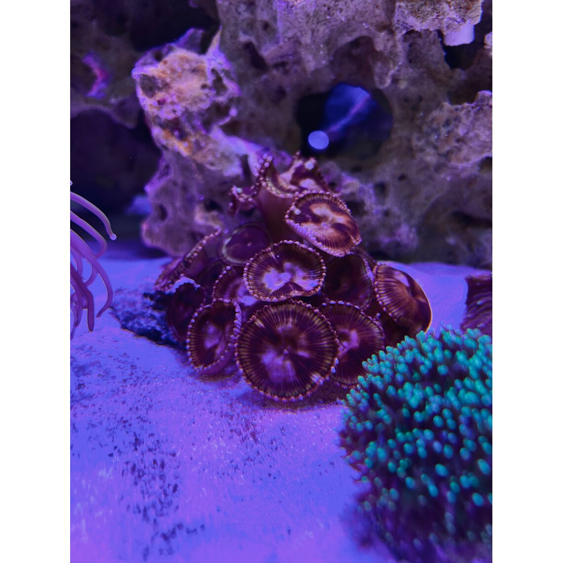 Коралл Зоантус грандис