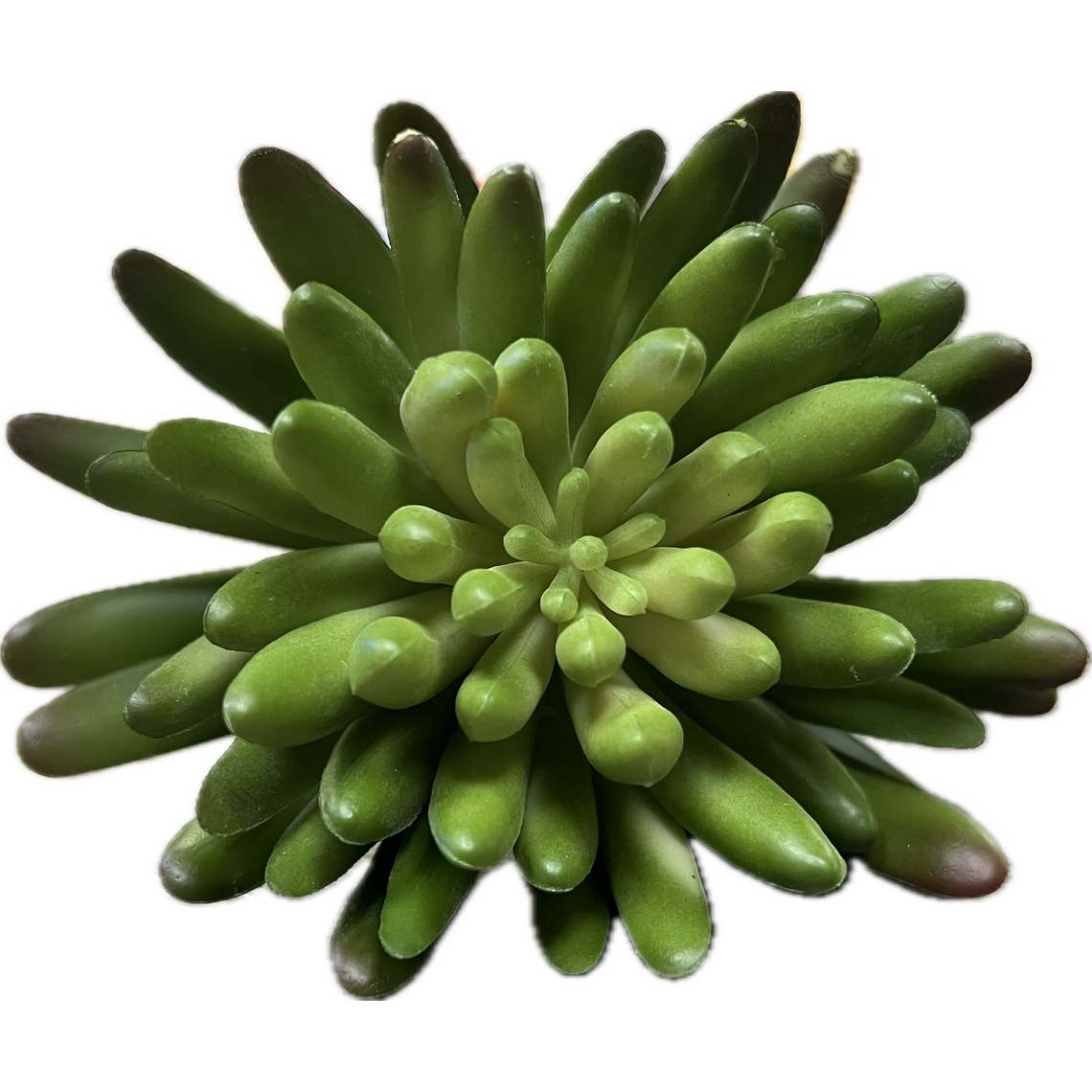 Искусственное растение "Суккулент 5401"