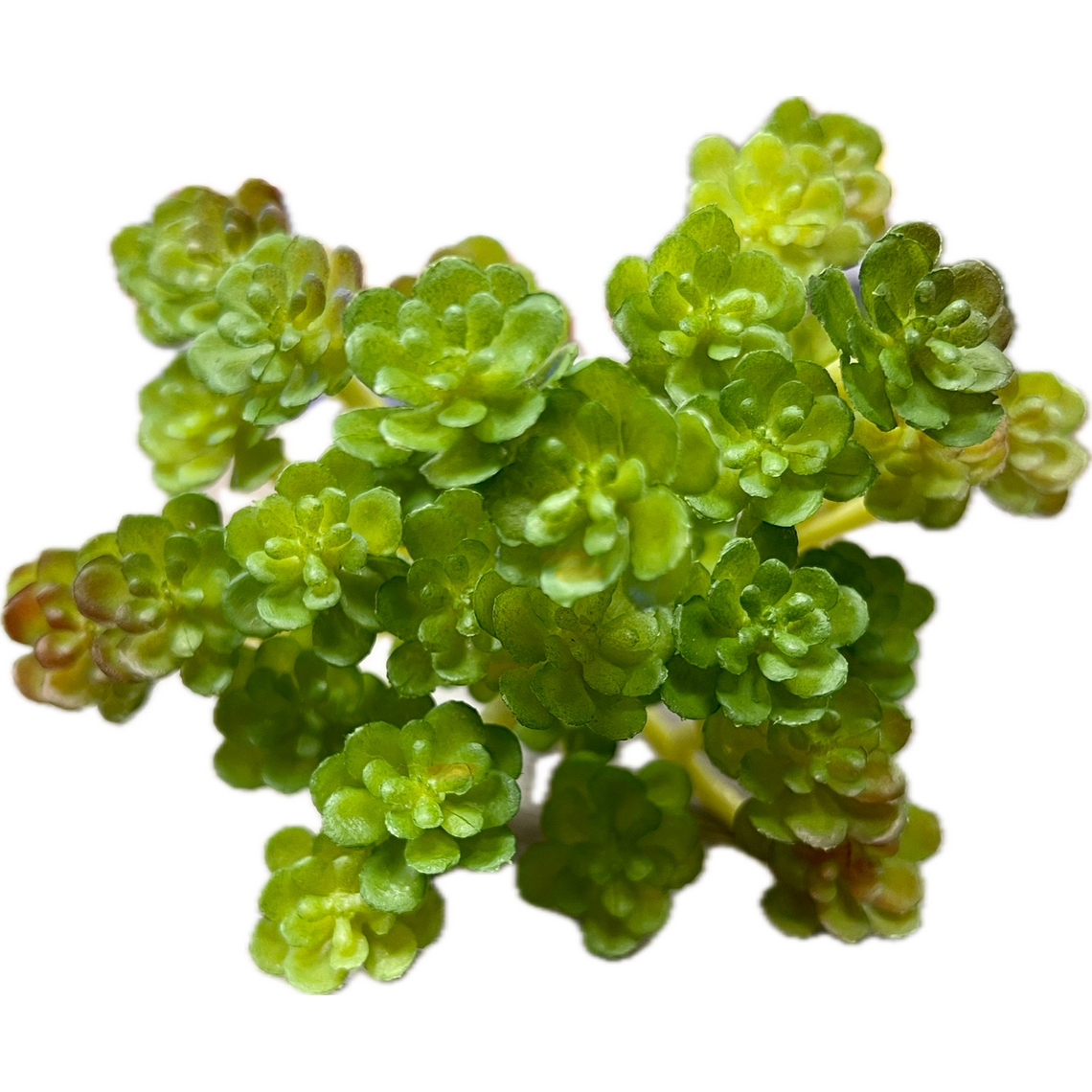 Искусственное растение "Суккулент 7381"