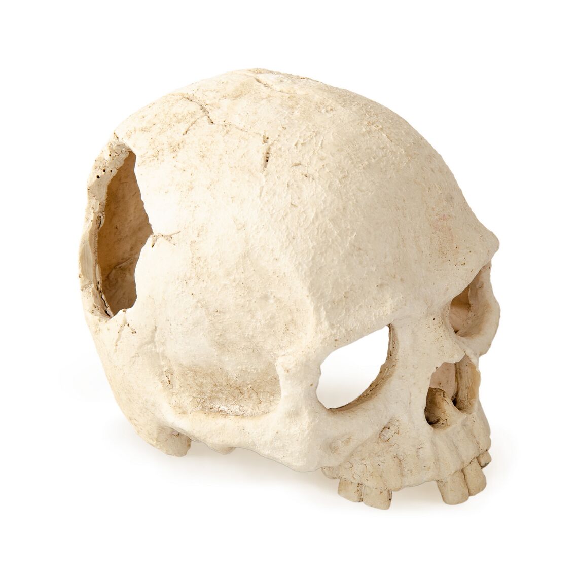 EXOPRIMA Декорация для террариума "Череп", 14.5х11х11см