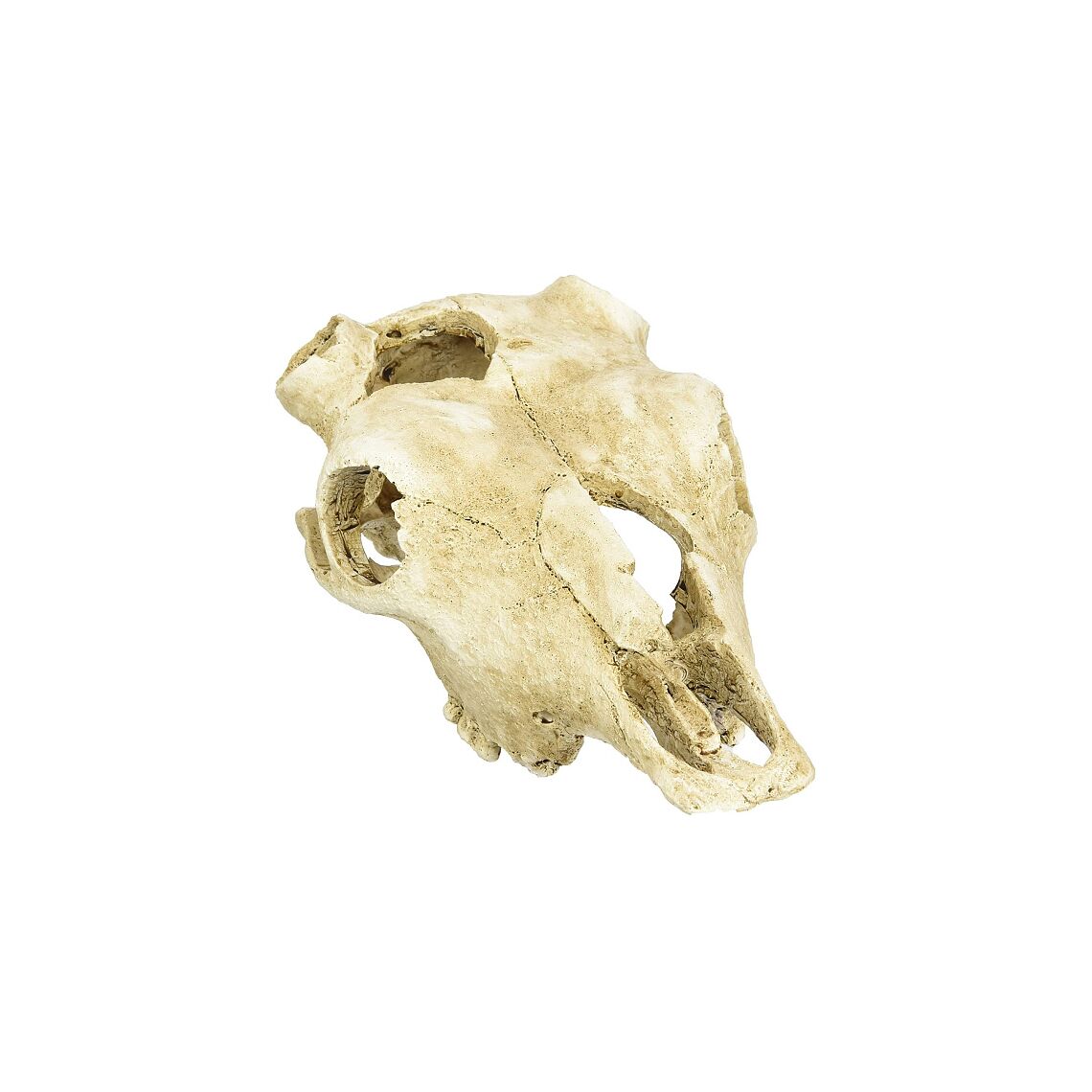 LUCKY REPTILE Декорация для террариума, череп "Skull Cow", 22,5х12,5х8,5см