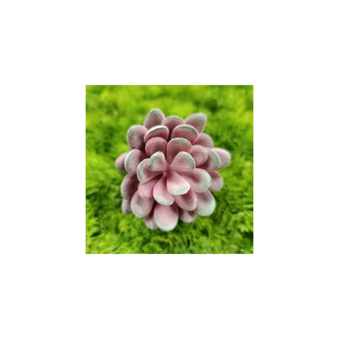 Искусственное растение "Суккулент 2-5372"